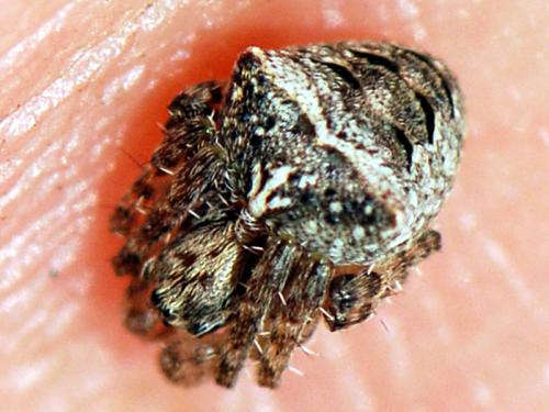 Gibbaranea bituberculata