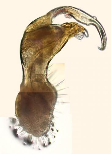 Réf. 130 569 : Polydesmus inconstans