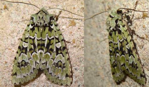Griposia aprilina
