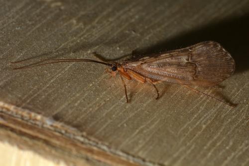 Réf. 130 522 : Halesus sp.