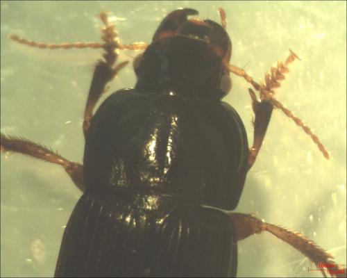 Réf. 130 757 : Harpalus tardus