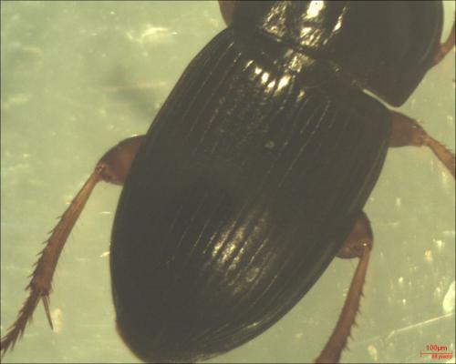 Harpalus tardus