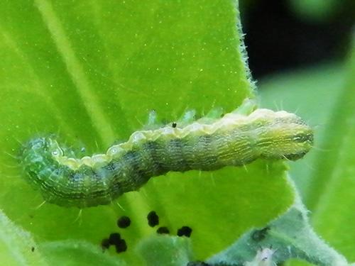 Réf. 130 095 : Helicoverpa armigera