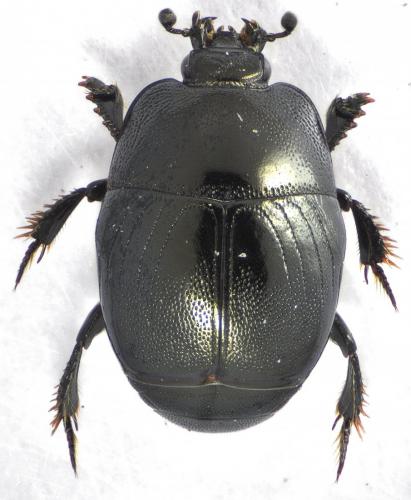 Hypocaccus rugifrons