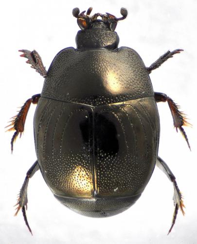 Réf. 130 086 : Hypocaccus rubripes