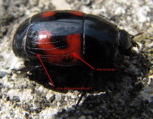 Hister quadrimaculatus