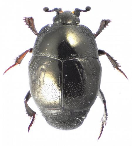 Saprinus acuminatus