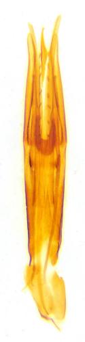 Réf. 130 201 : Hylis foveicollis
