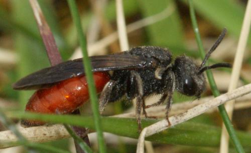 Réf. 130 222 : Sphecodes albilabris