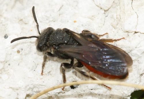 Sphecodes albilabris