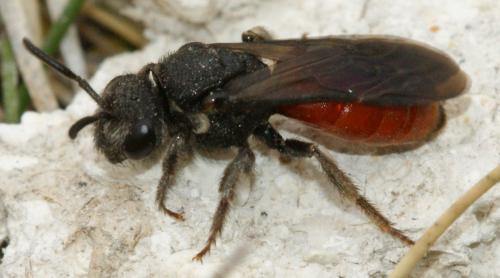 Réf. 130 223 : Sphecodes albilabris