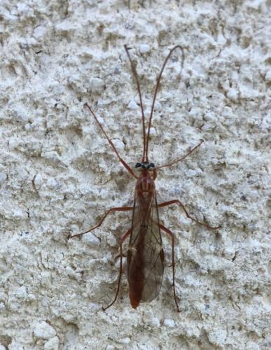 Réf. 130 865 : Ophion obscuratus