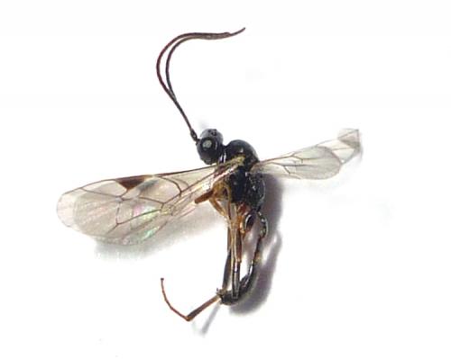 Réf. 130 743 : Phygadeuontini inconnu