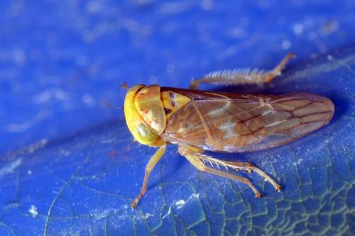 Populicerus sp.