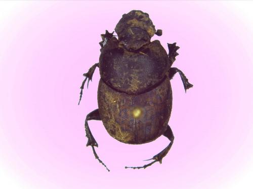 Onthophagus sp.
