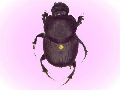 Onthophagus illyricus