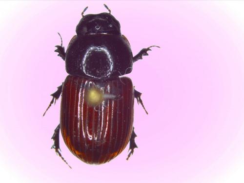 Réf. 130 532 : Aphodius sp.
