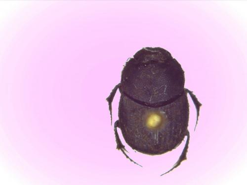 Onthophagus sp.