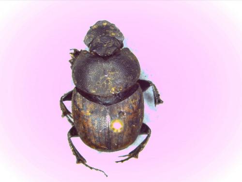 Onthophagus sp.