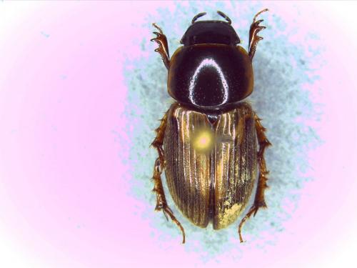 Réf. 130 730 : Melinopterus sp.