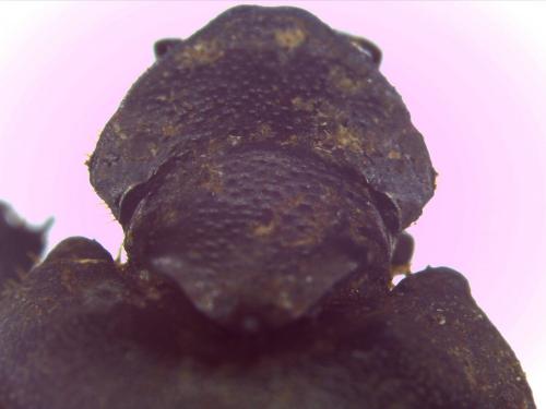 Onthophagus sp.