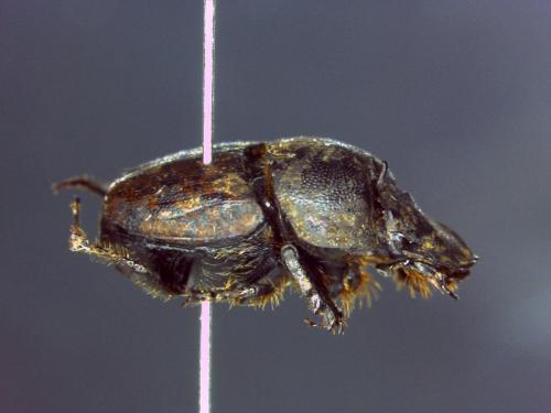 Onthophagus sp.