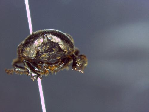 Onthophagus sp.