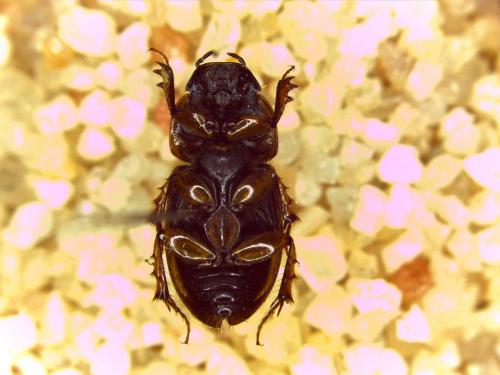 Réf. 130 874 : Melinopterus sp.