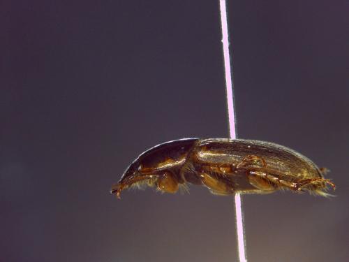 Melinopterus sp.