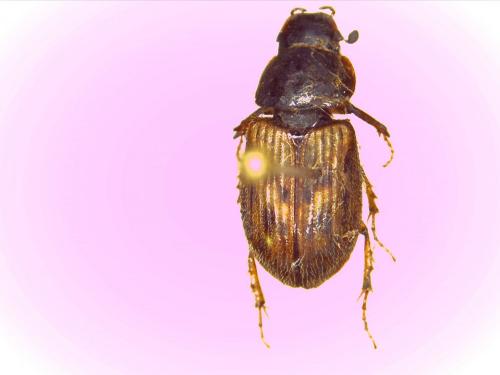 Nimbus contaminatus