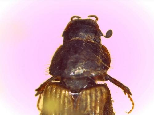 Réf. 130 882 : Nimbus contaminatus