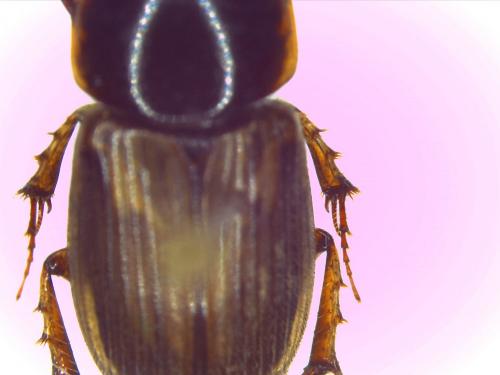 Melinopterus sp.