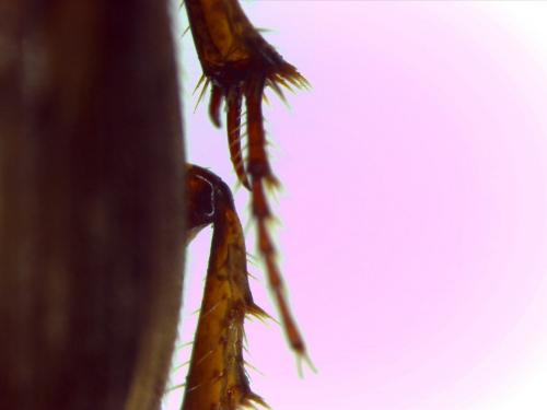 Melinopterus sp.