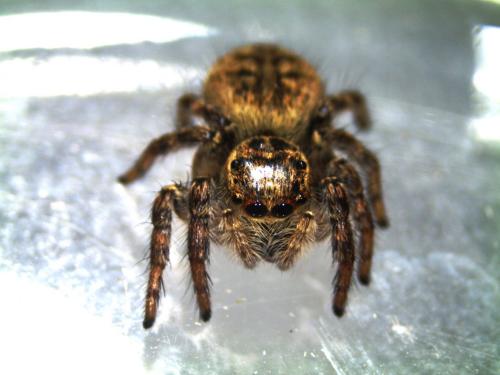 Réf. 130 437 : Carrhotus xanthogramma