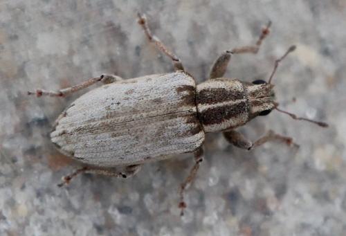 Sitona humeralis