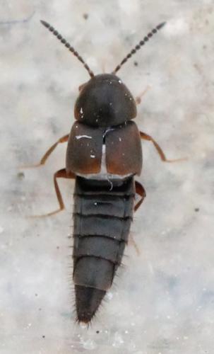 Oxypoda sp.