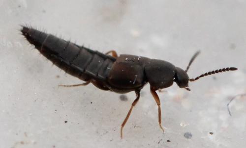 Oxypoda sp.