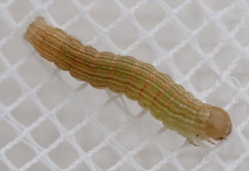 Mythimna litoralis