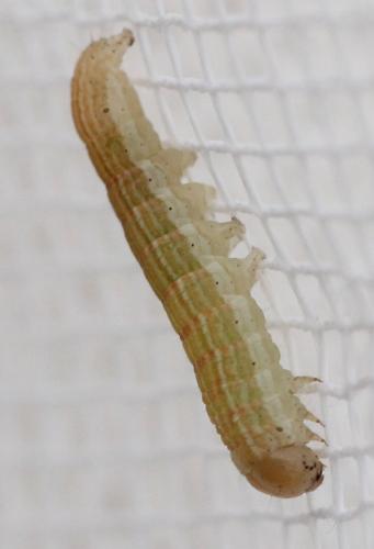 Réf. 130 938 : Mythimna litoralis
