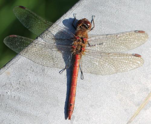 Réf. 130 711 : Sympetrum striolatum