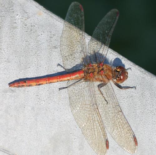 Réf. 130 712 : Sympetrum striolatum