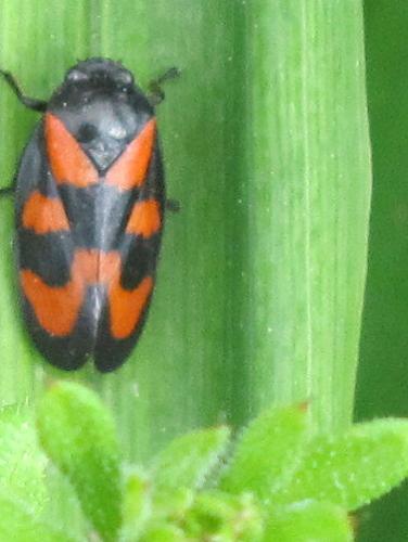 Cercopis vulnerata