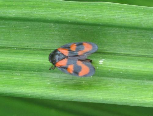 Réf. 130 091 : Cercopis vulnerata