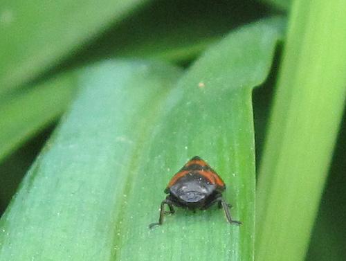Cercopis vulnerata