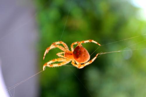 Araneus pallidus