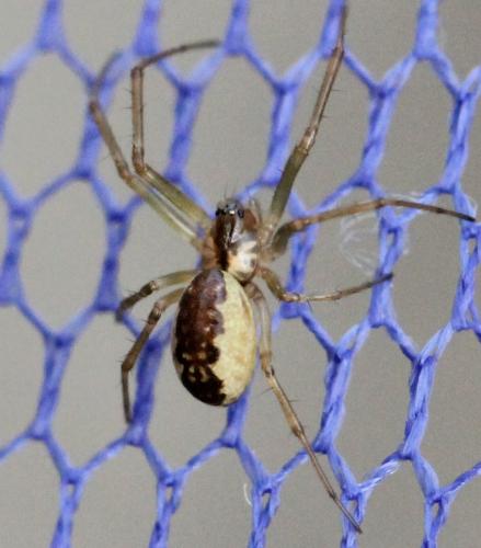 Réf. 130 925 : Neriene peltata