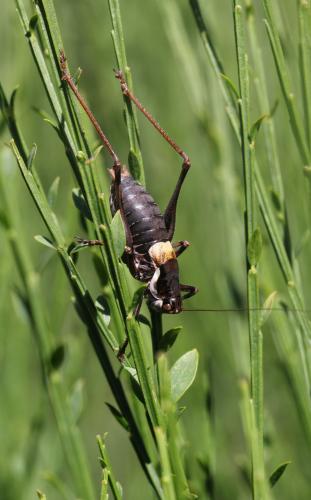 Antaxius chopardi