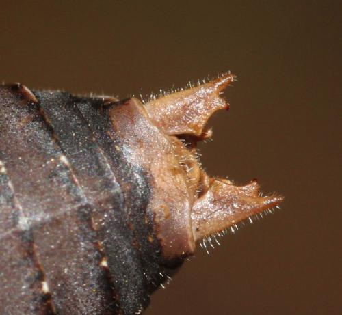 Antaxius chopardi