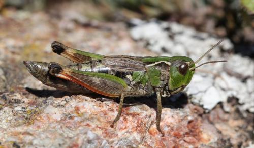 Omocestus antigai bellmanni