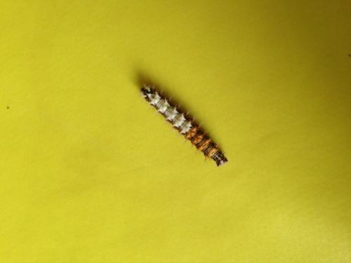 Polygonia c-album